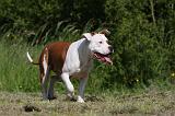 AMSTAFF ADULT 423